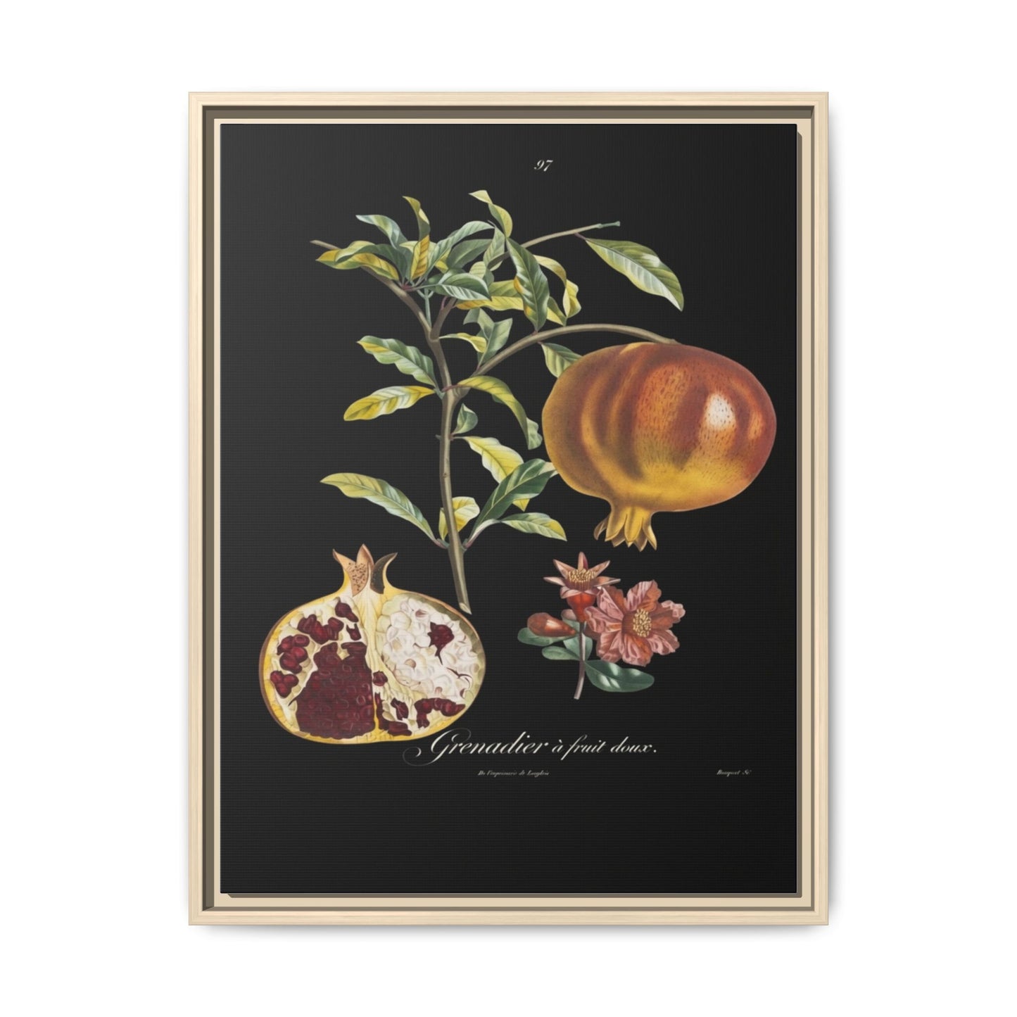 Pomegranate Botanical Framed Canvas Print — Vintage Fruit Wall Art