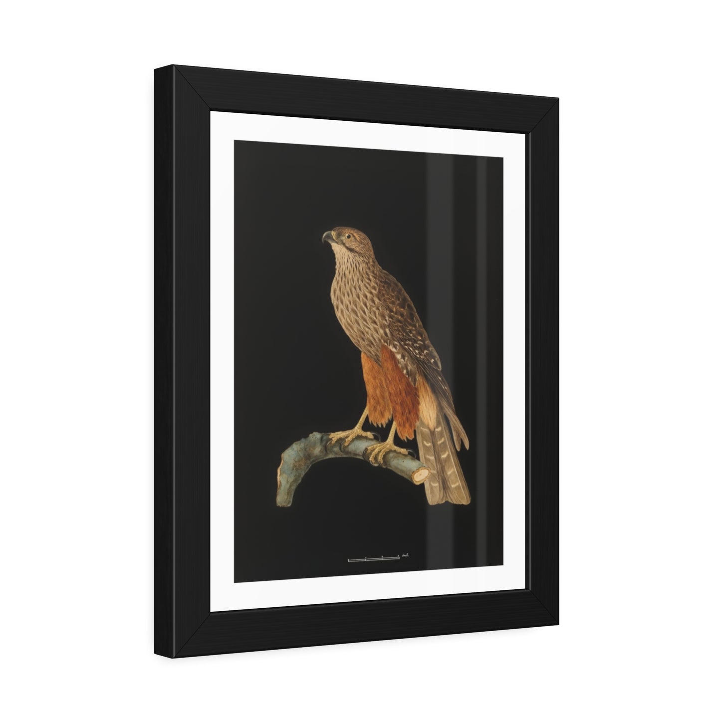 Framed Bird Art Print — Vintage Red-Shouldered Hawk Illustration Poster