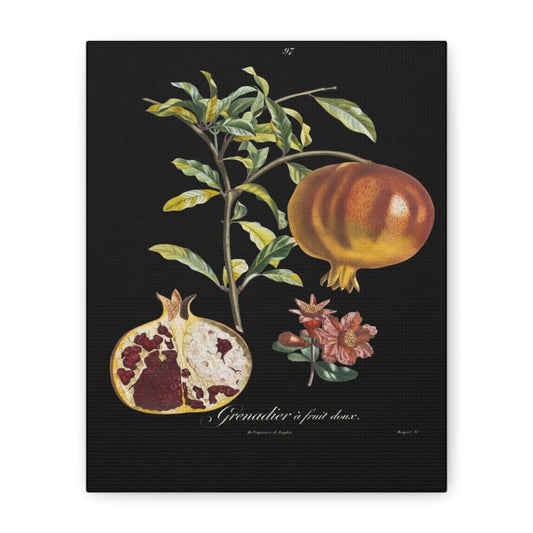 Pomegranate Botanical Canvas Print — Matte Stretched Wall Art