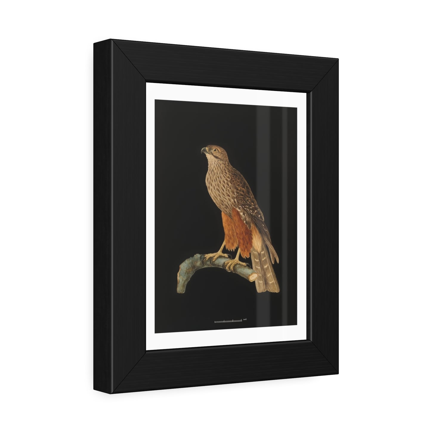 Framed Bird Art Print — Vintage Red-Shouldered Hawk Illustration Poster