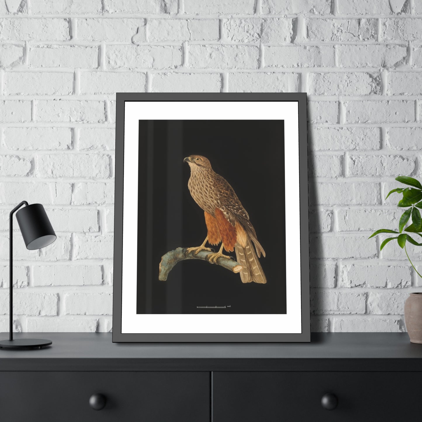 Framed Bird Art Print — Vintage Red-Shouldered Hawk Illustration Poster