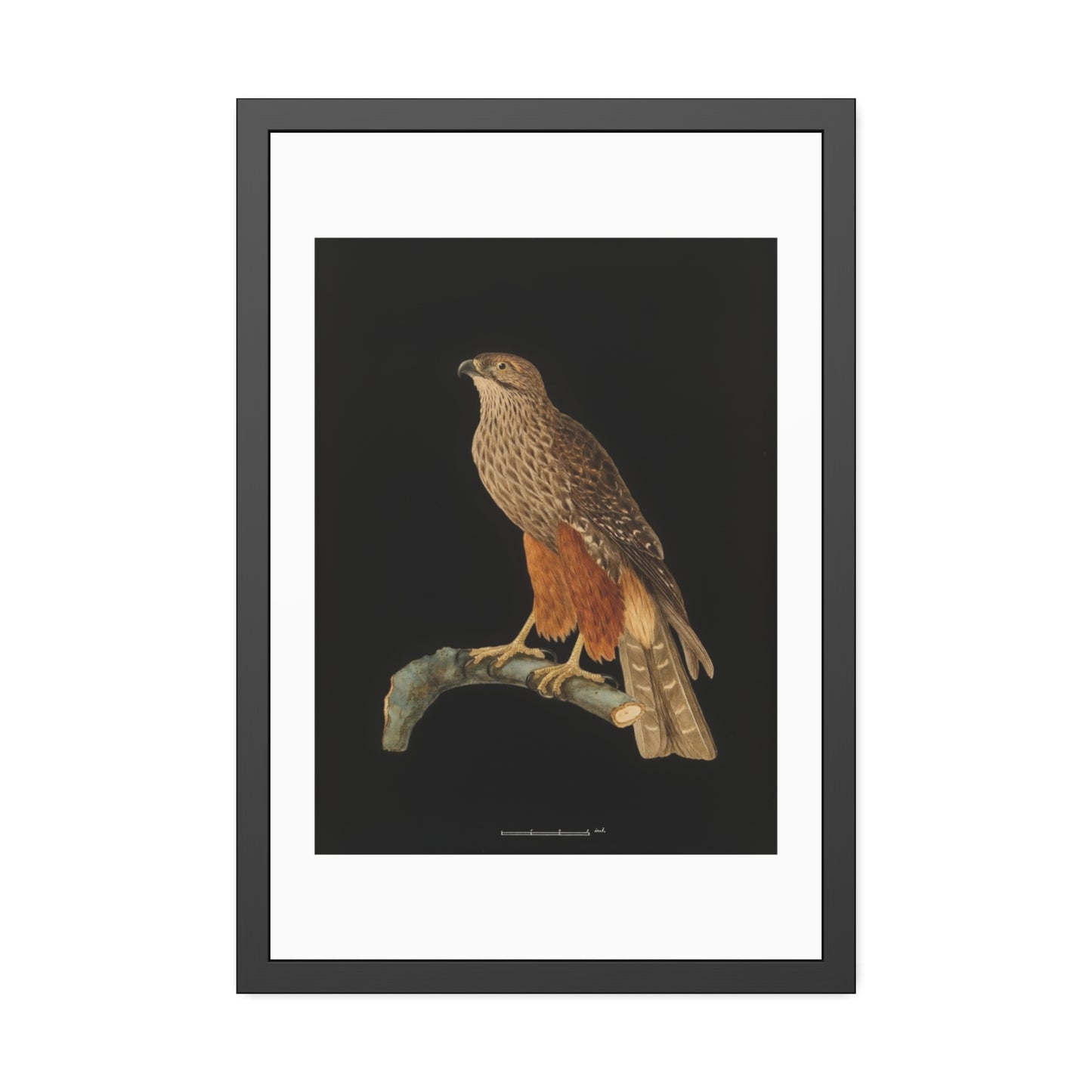 Framed Bird Art Print — Vintage Red-Shouldered Hawk Illustration Poster