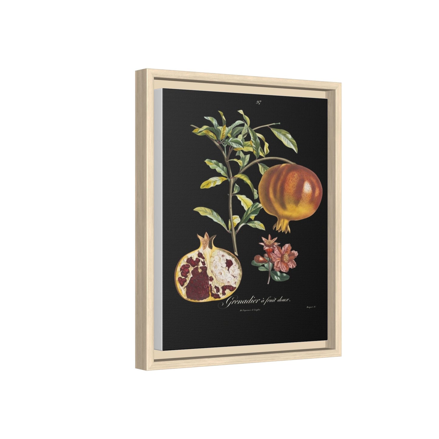 Pomegranate Botanical Framed Canvas Print — Vintage Fruit Wall Art