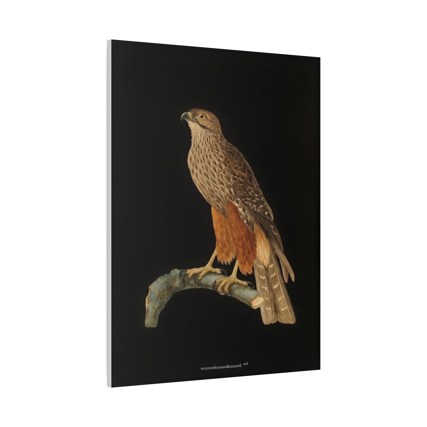 Falcon Art Canvas Print — Matte Stretched Bird Illustration