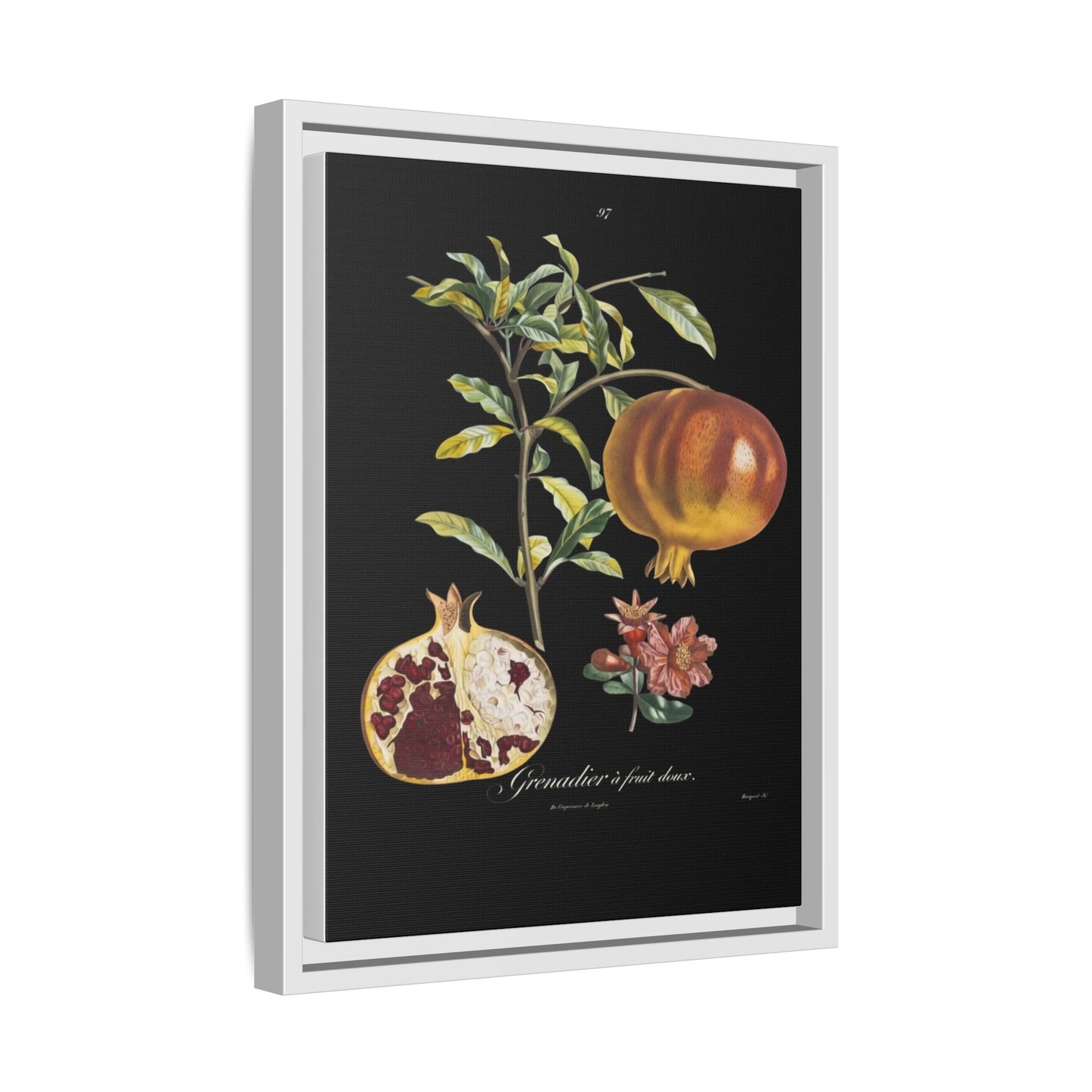 Pomegranate Botanical Framed Canvas Print — Vintage Fruit Wall Art