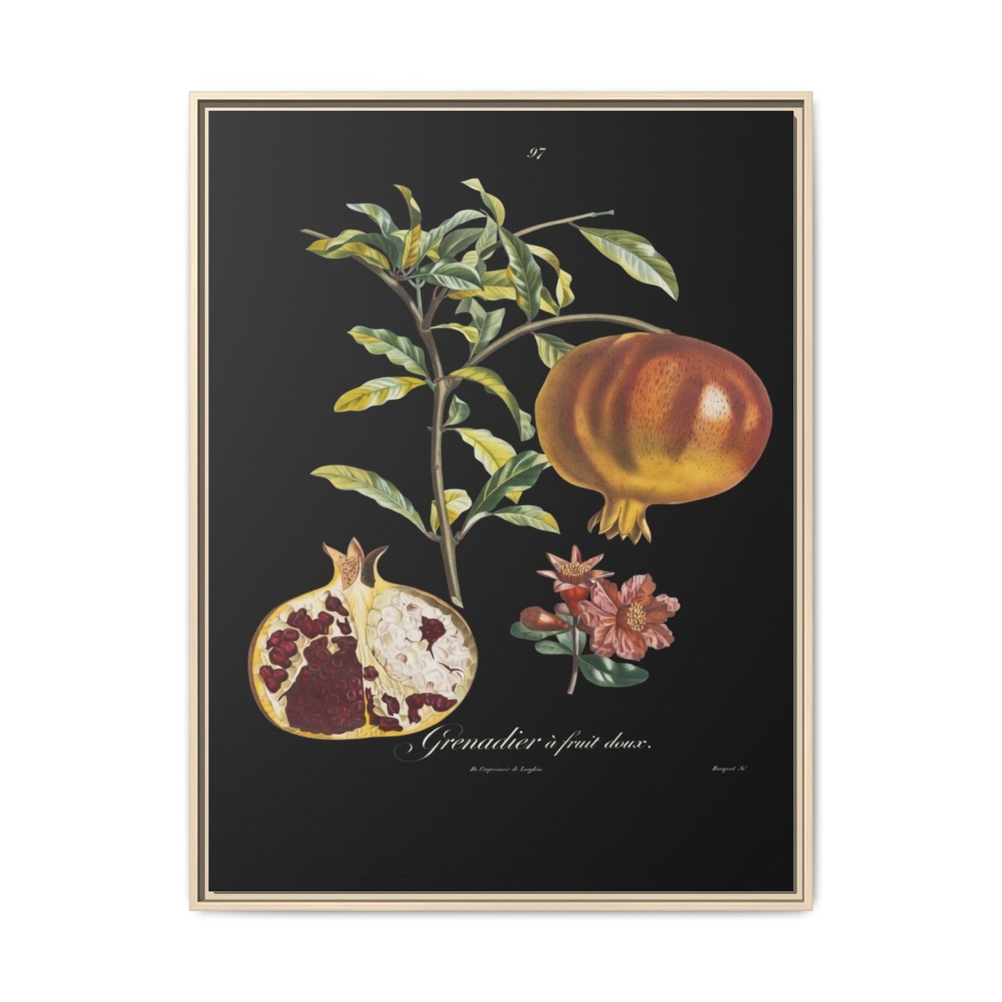 Pomegranate Botanical Framed Canvas Print — Vintage Fruit Wall Art