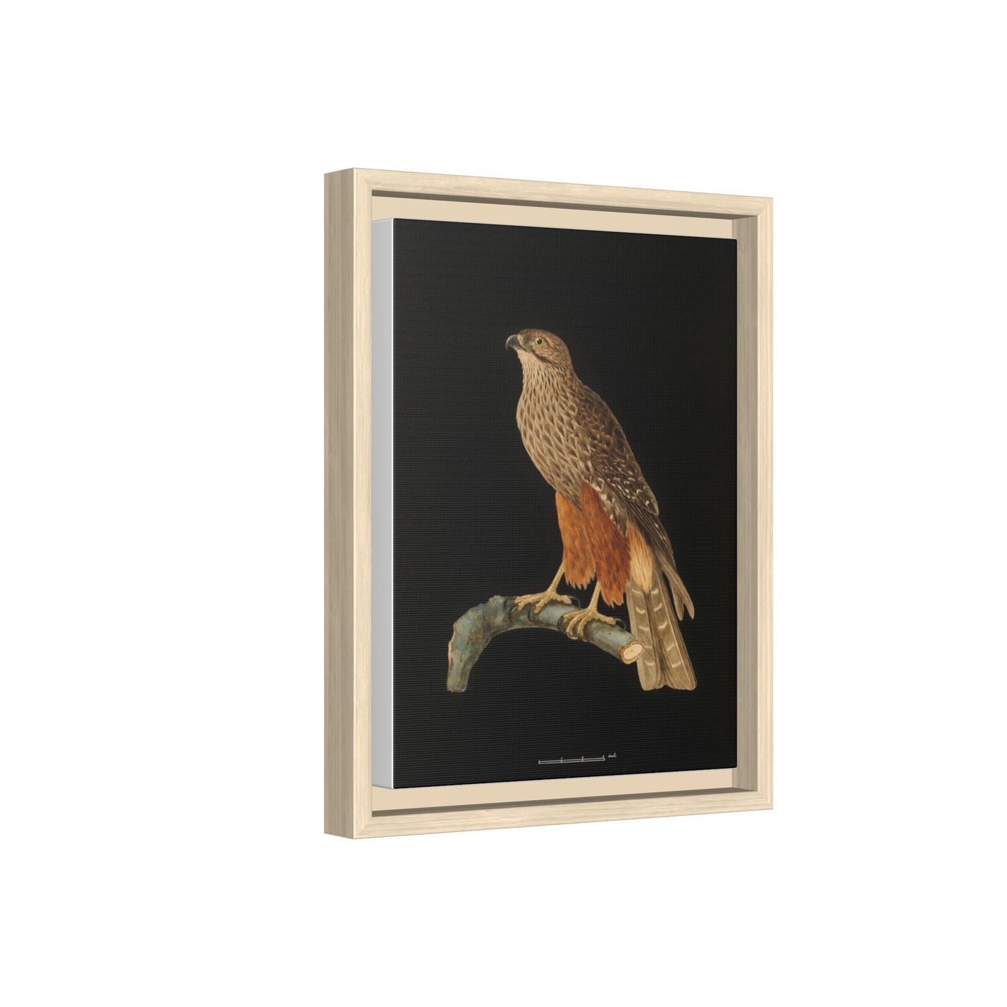 Framed Matte Canvas Print — Vintage Red-Shouldered Hawk Illustration
