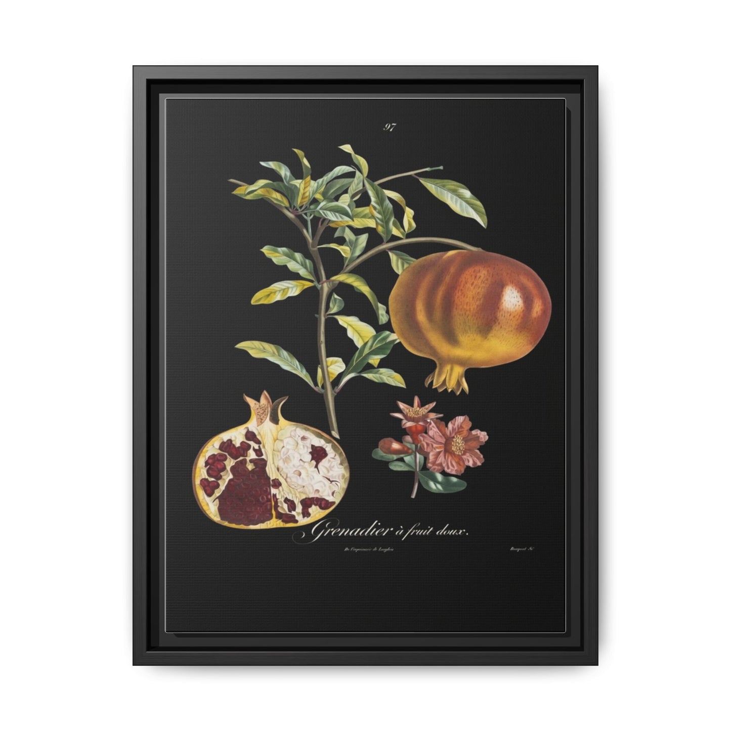 Pomegranate Botanical Framed Canvas Print — Vintage Fruit Wall Art
