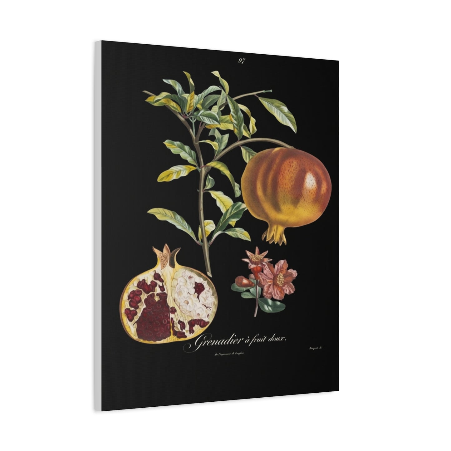 Pomegranate Botanical Canvas Print — Matte Stretched Wall Art