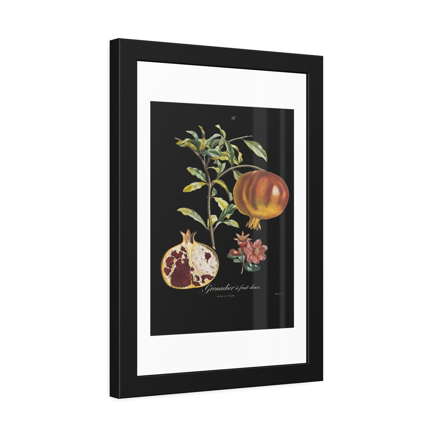 Pomegranate Botanical Framed Poster — Vintage Fruit Art Print