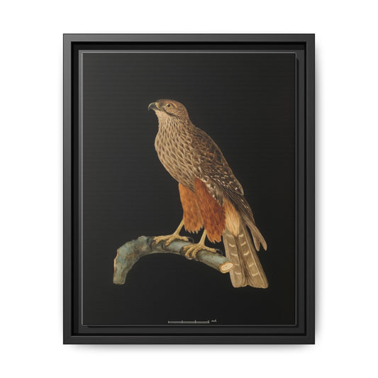 Framed Matte Canvas Print — Vintage Red-Shouldered Hawk Illustration