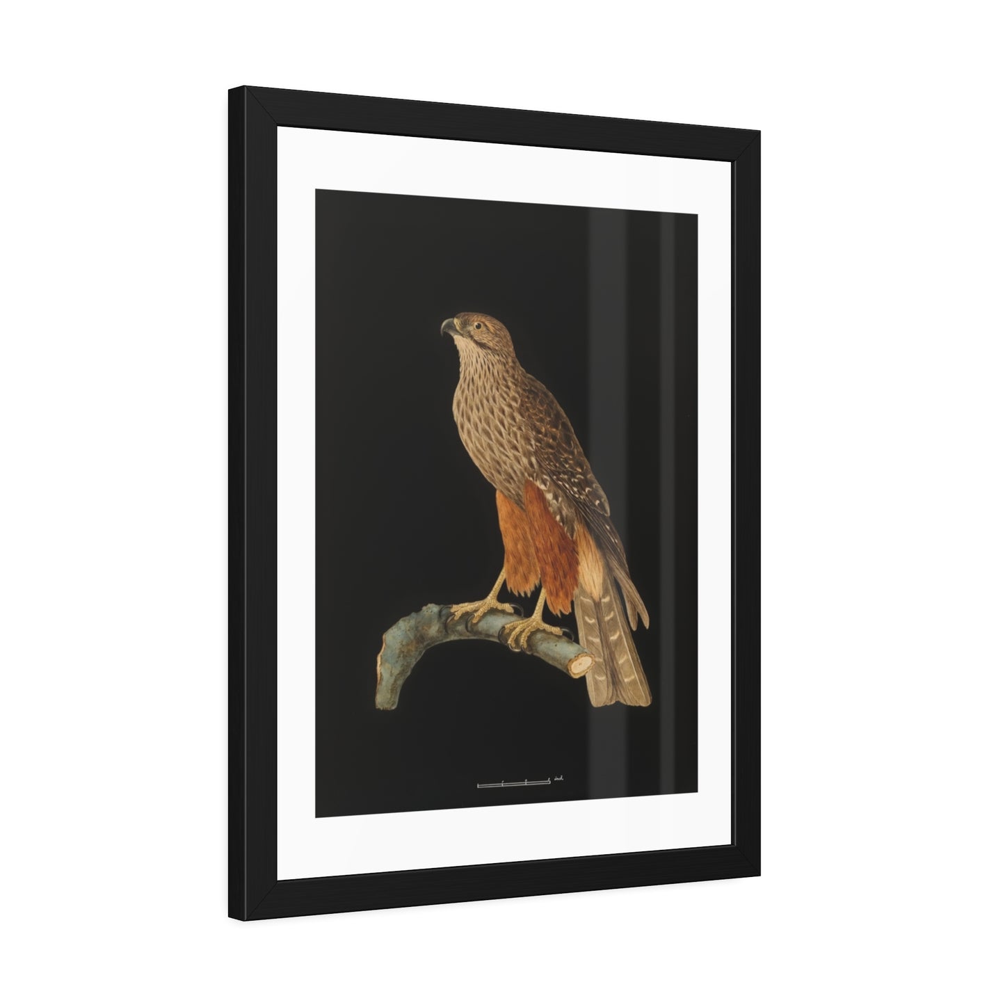 Framed Bird Art Print — Vintage Red-Shouldered Hawk Illustration Poster