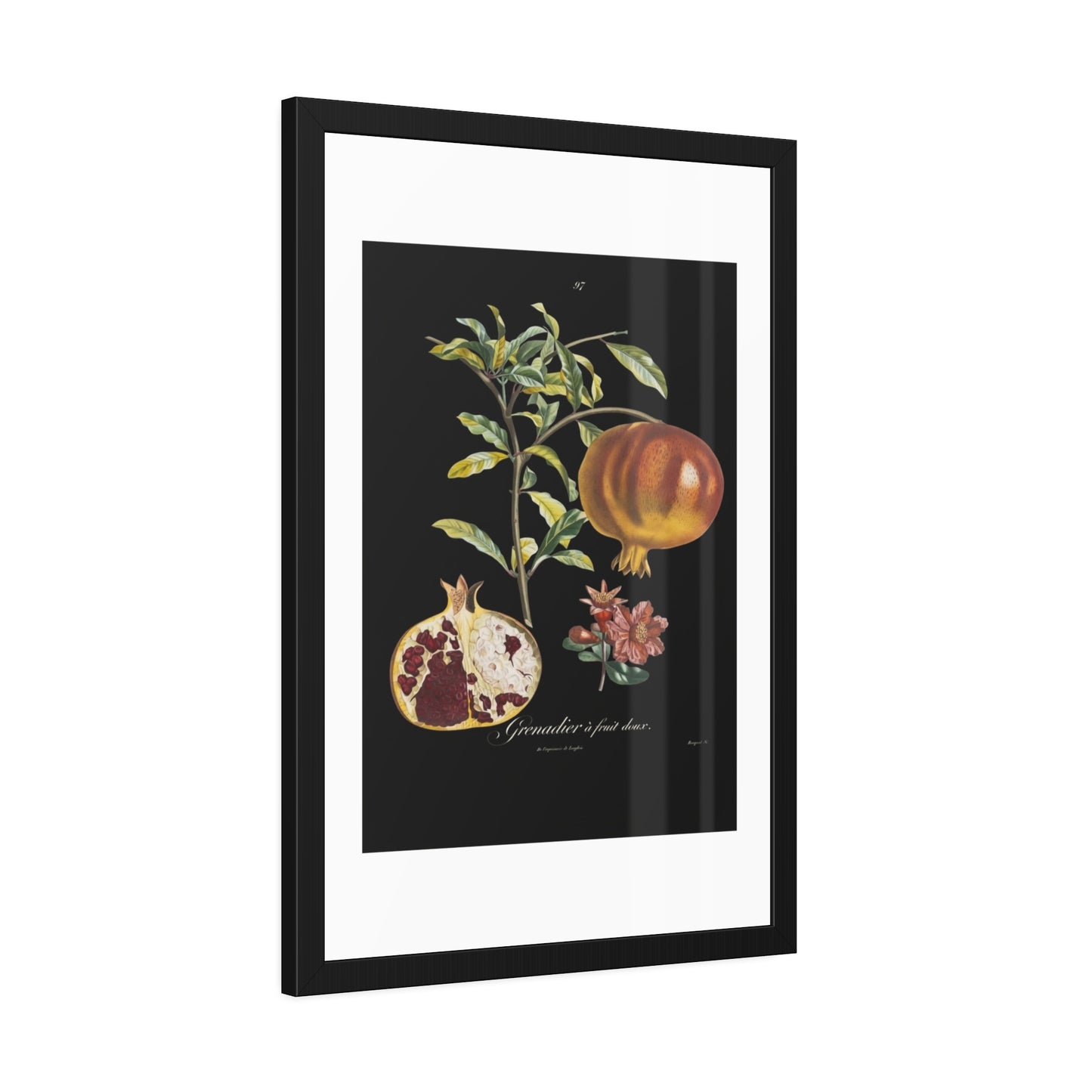 Pomegranate Botanical Framed Poster — Vintage Fruit Art Print