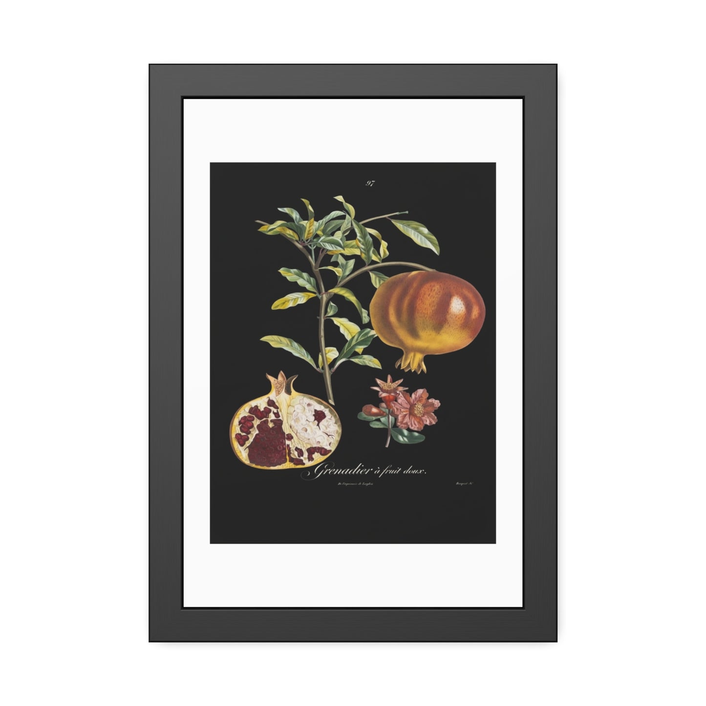 Pomegranate Botanical Framed Poster — Vintage Fruit Art Print