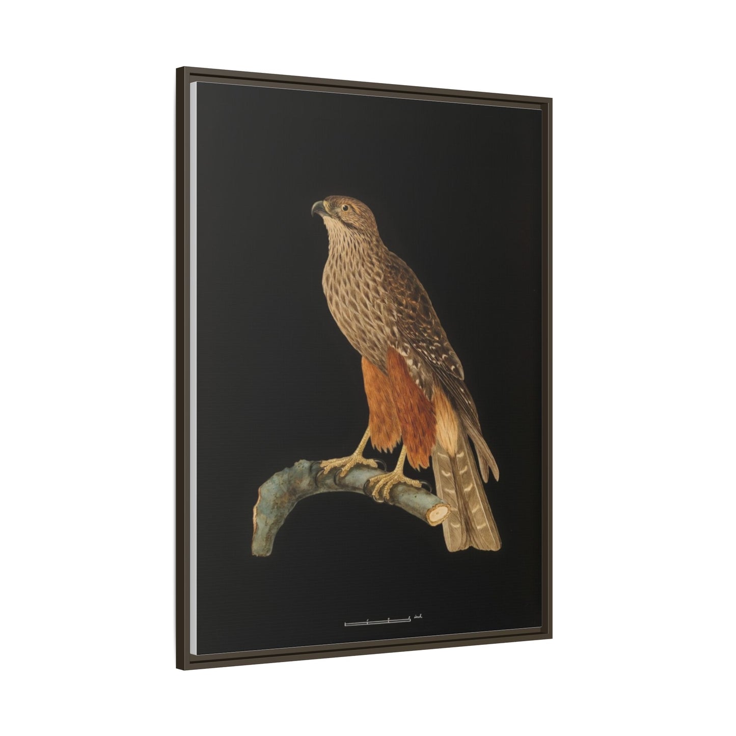 Framed Matte Canvas Print — Vintage Red-Shouldered Hawk Illustration