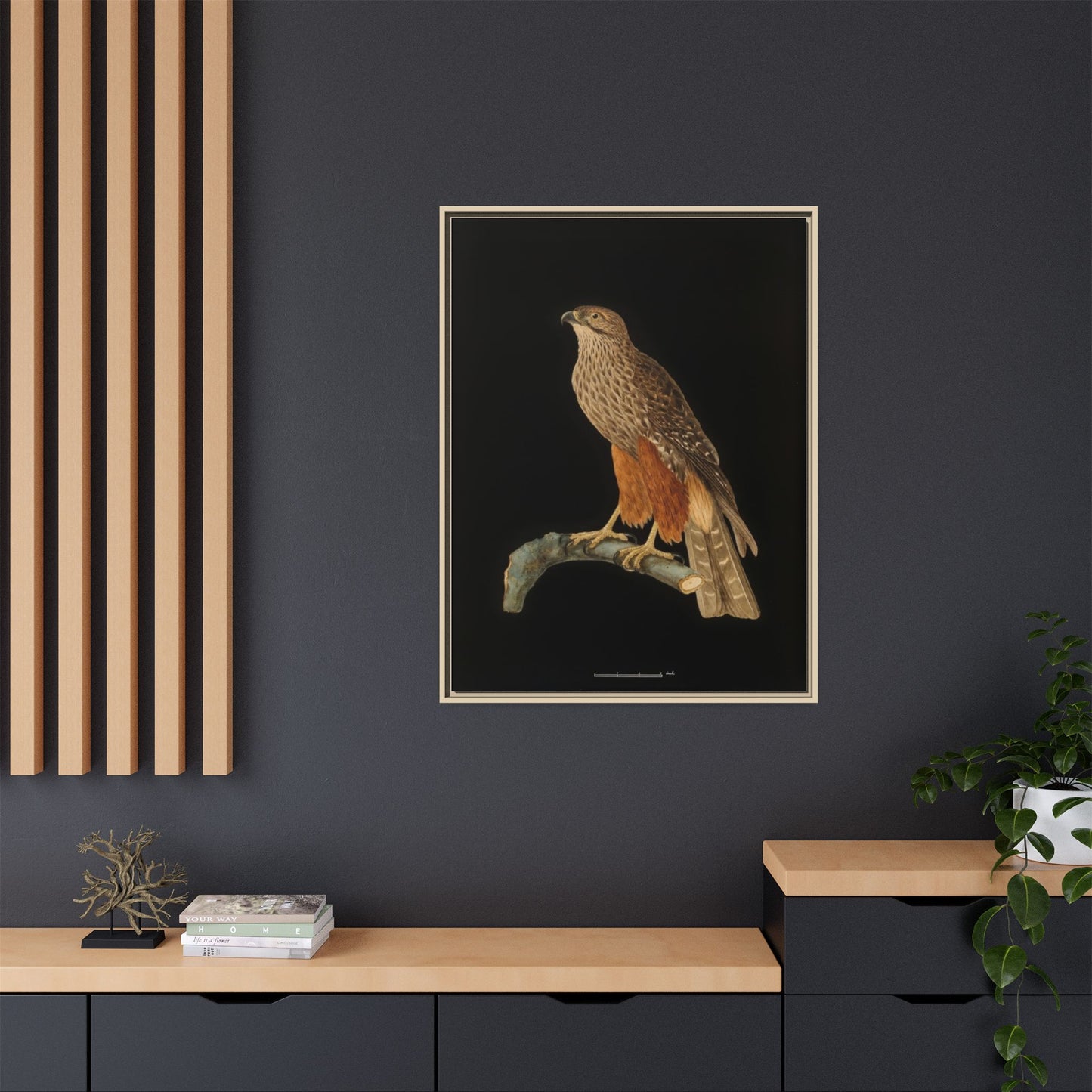 Framed Matte Canvas Print — Vintage Red-Shouldered Hawk Illustration