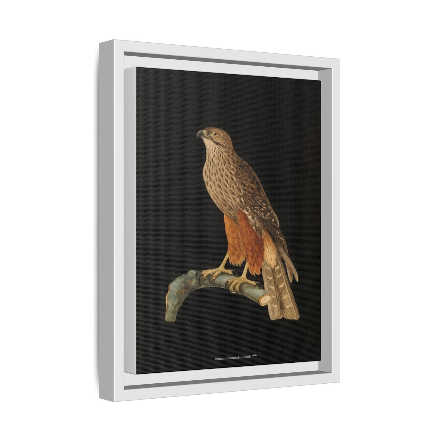 Framed Matte Canvas Print — Vintage Red-Shouldered Hawk Illustration