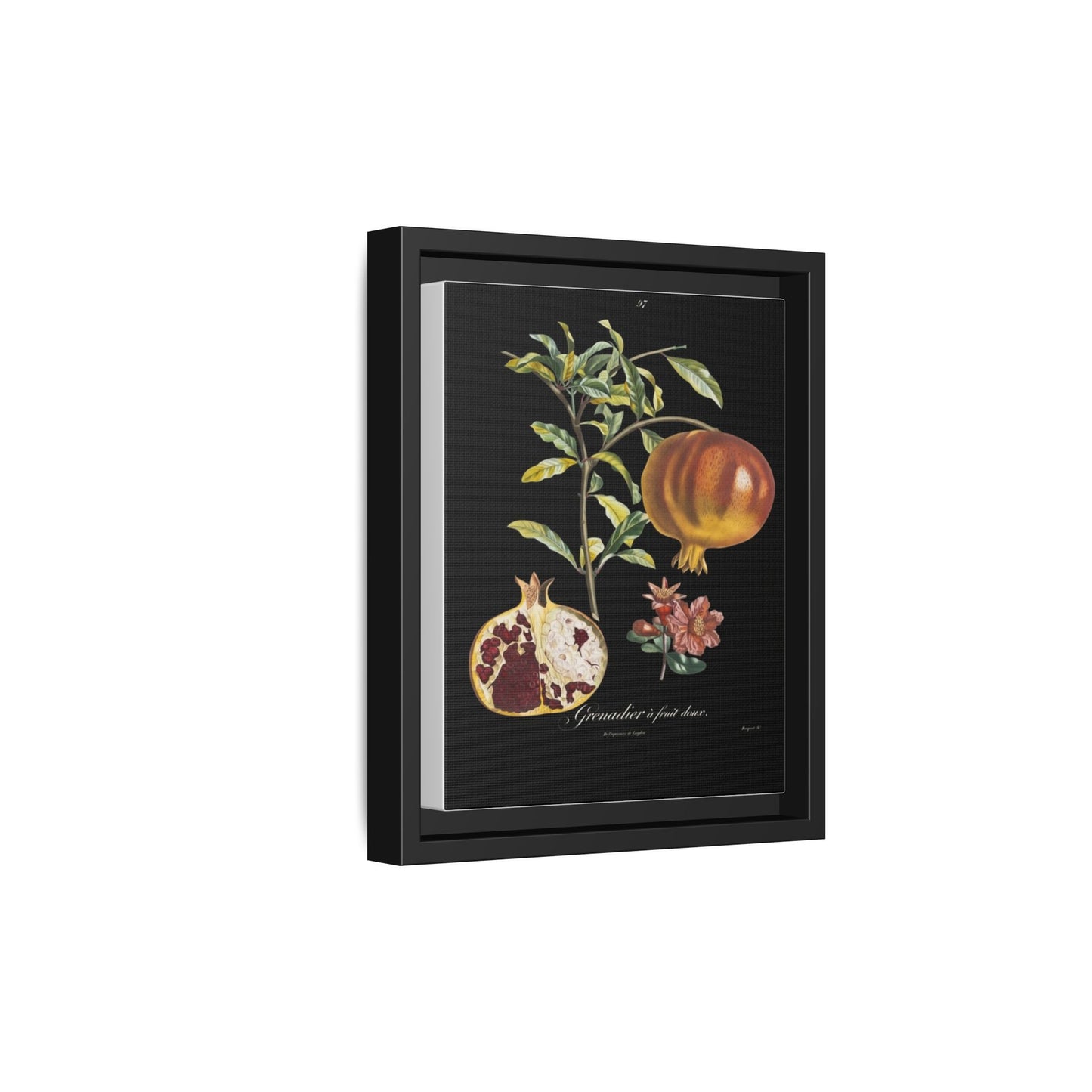 Pomegranate Botanical Framed Canvas Print — Vintage Fruit Wall Art