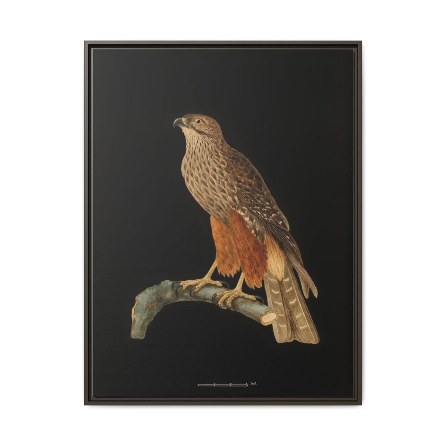 Framed Matte Canvas Print — Vintage Red-Shouldered Hawk Illustration