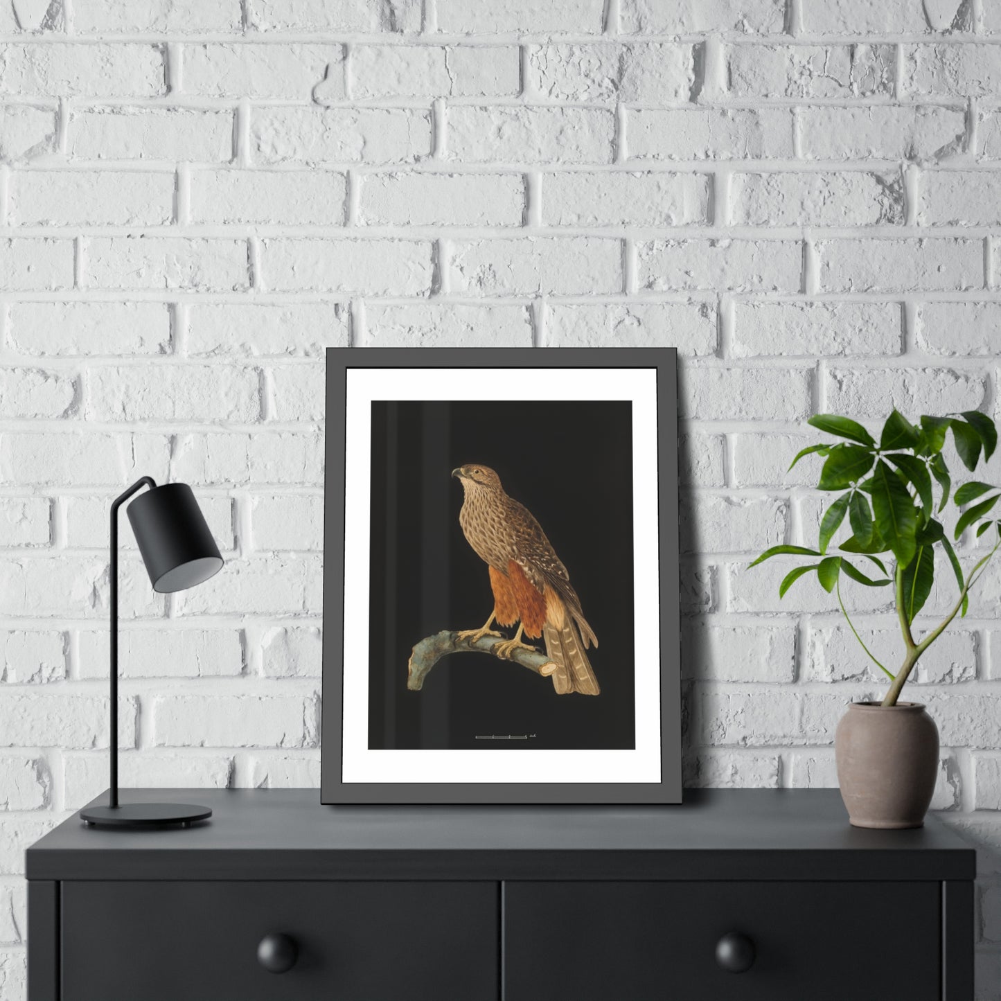 Framed Bird Art Print — Vintage Red-Shouldered Hawk Illustration Poster