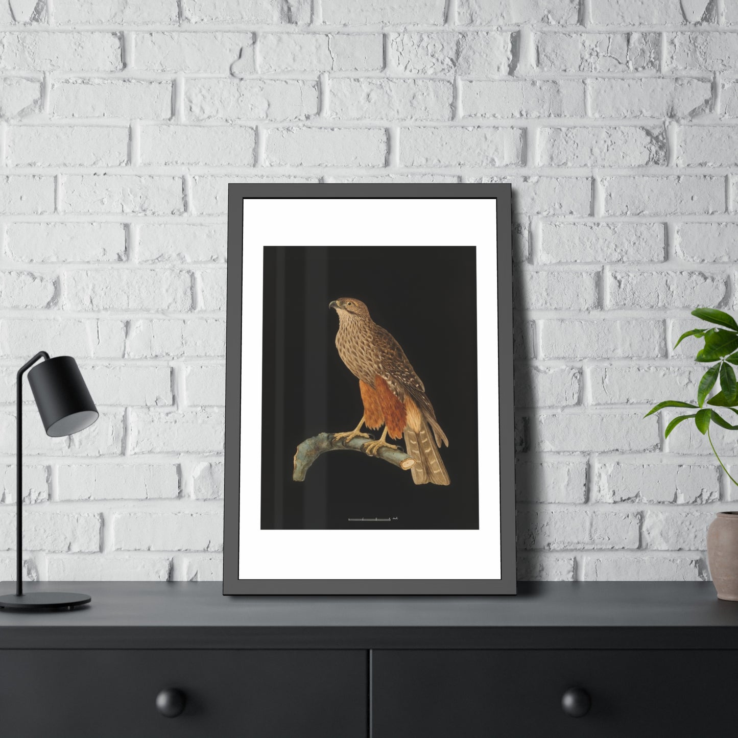 Framed Bird Art Print — Vintage Red-Shouldered Hawk Illustration Poster