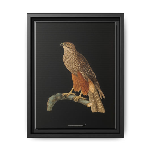 Framed Matte Canvas Print — Vintage Red-Shouldered Hawk Illustration