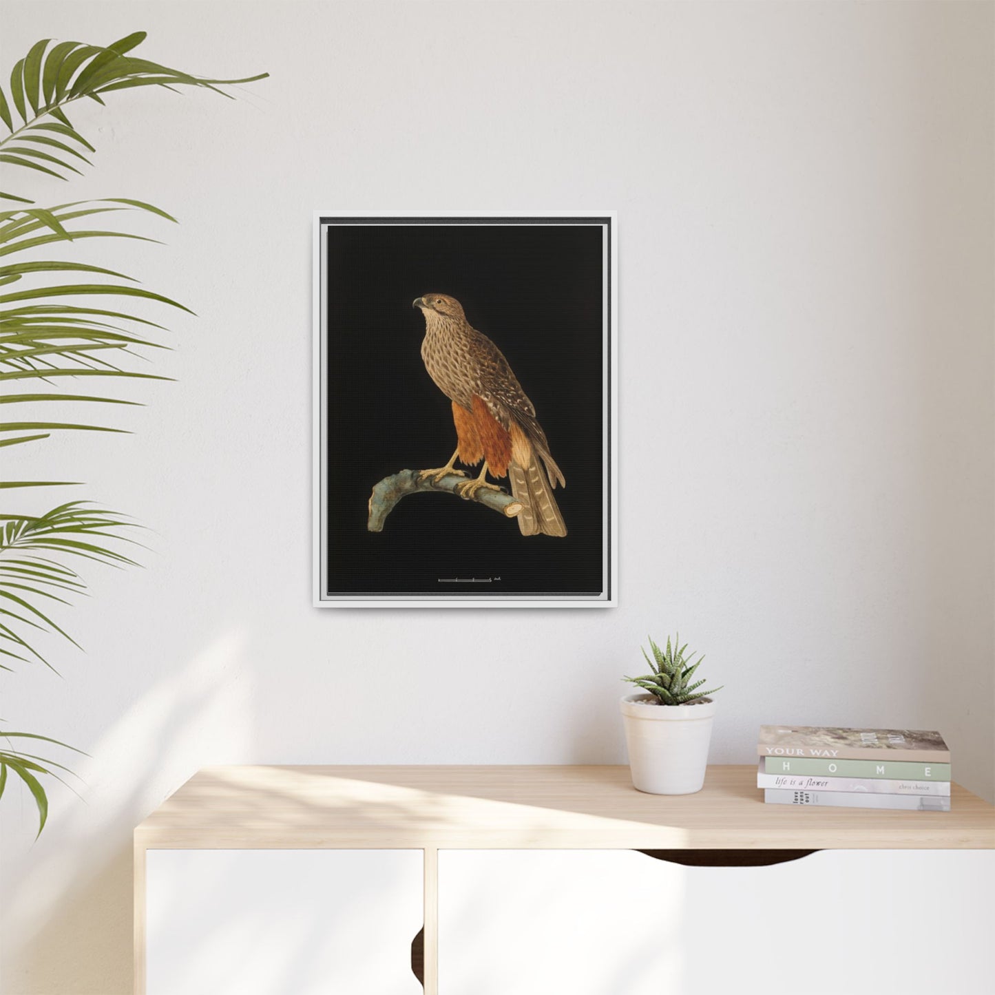 Framed Matte Canvas Print — Vintage Red-Shouldered Hawk Illustration