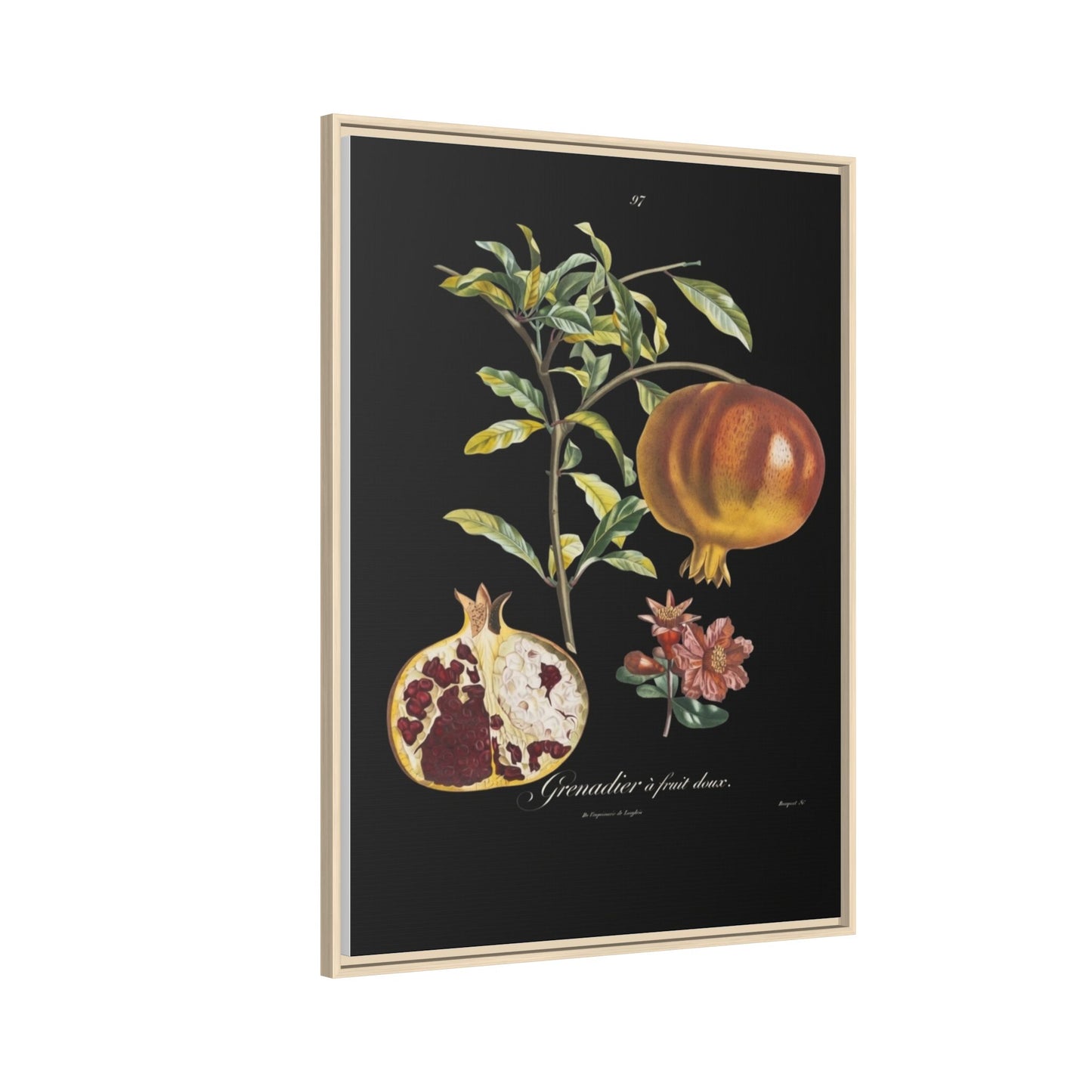 Pomegranate Botanical Framed Canvas Print — Vintage Fruit Wall Art