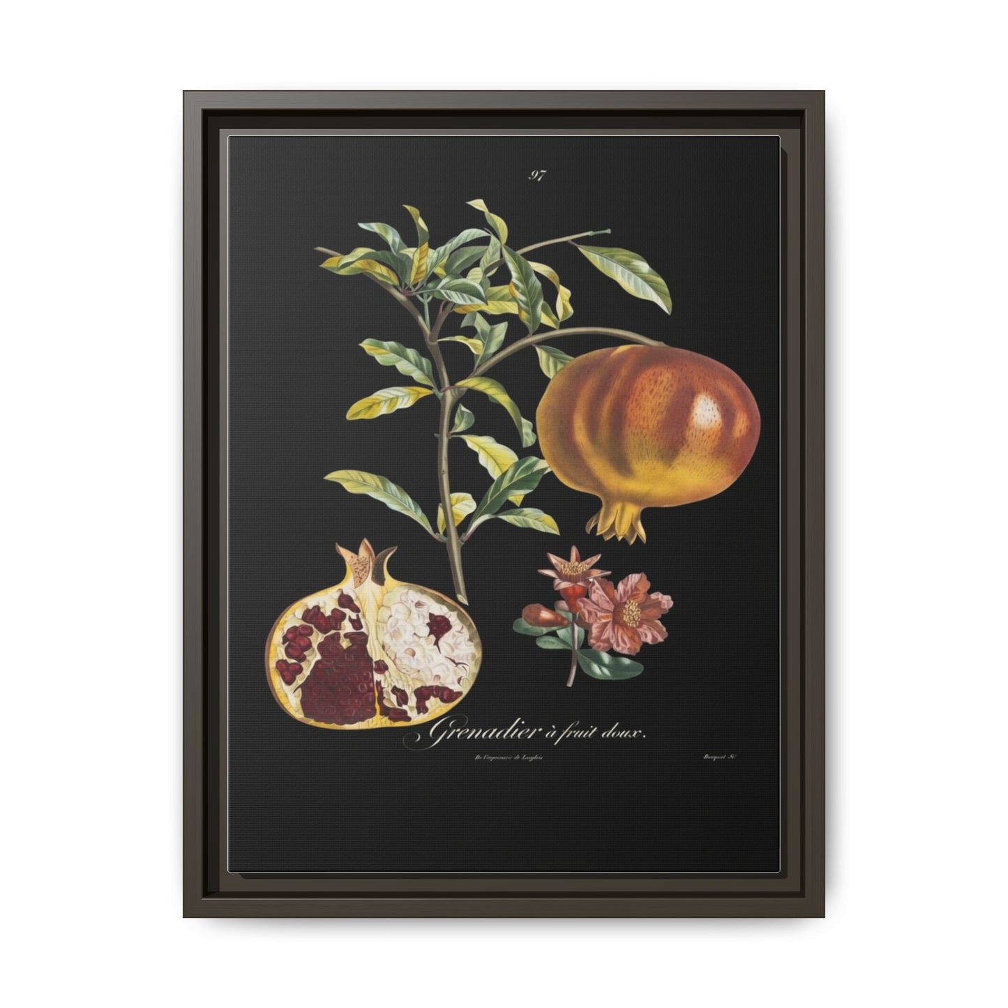 Pomegranate Botanical Framed Canvas Print — Vintage Fruit Wall Art