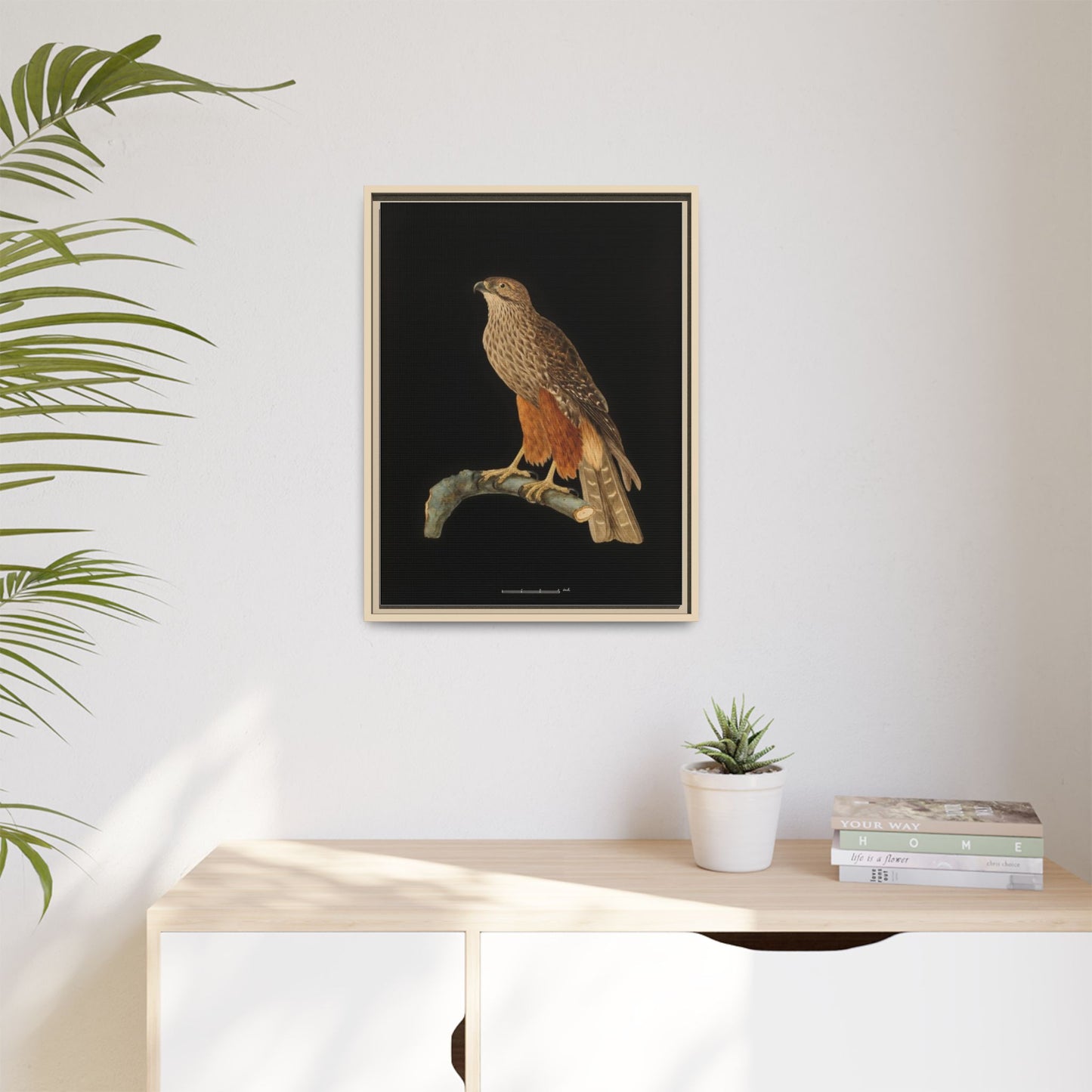 Framed Matte Canvas Print — Vintage Red-Shouldered Hawk Illustration