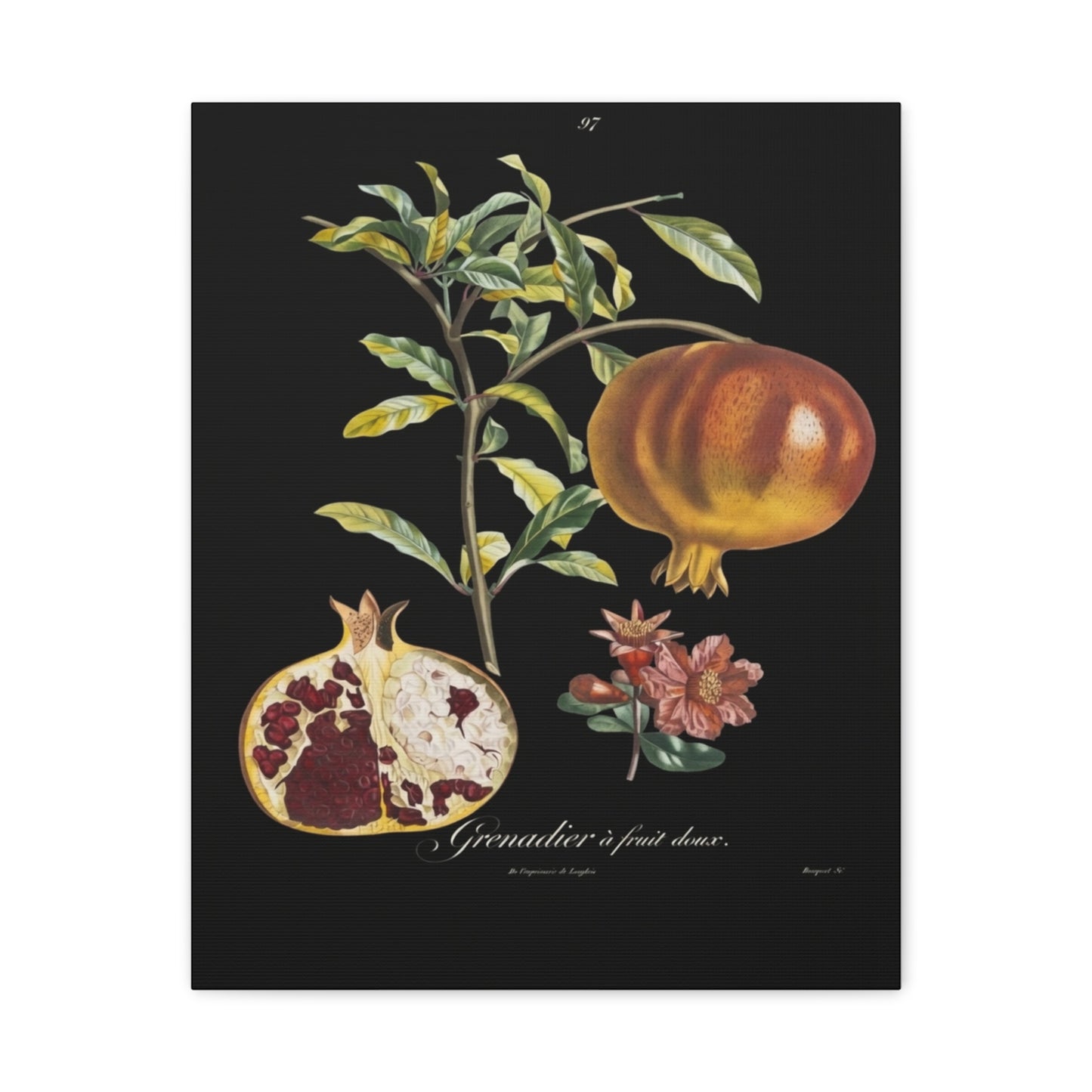Pomegranate Botanical Canvas Print — Matte Stretched Wall Art