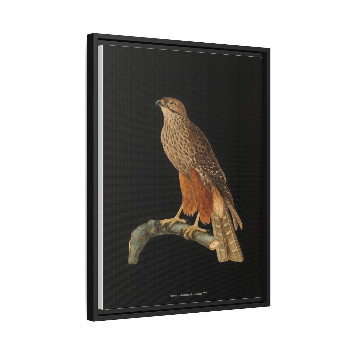 Framed Matte Canvas Print — Vintage Red-Shouldered Hawk Illustration