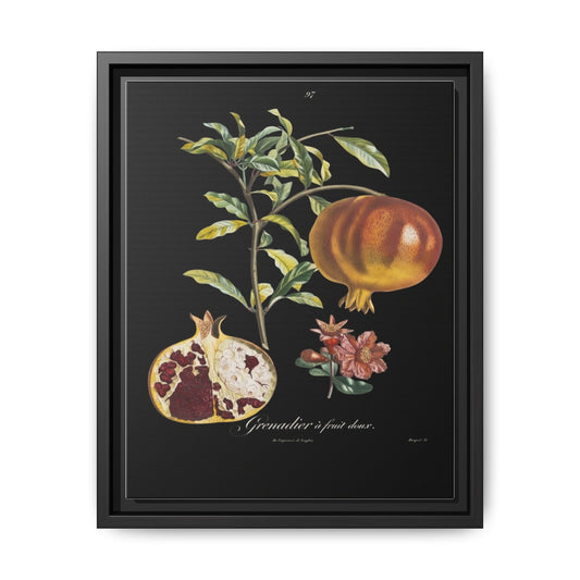 Pomegranate Botanical Framed Canvas Print — Vintage Fruit Wall Art