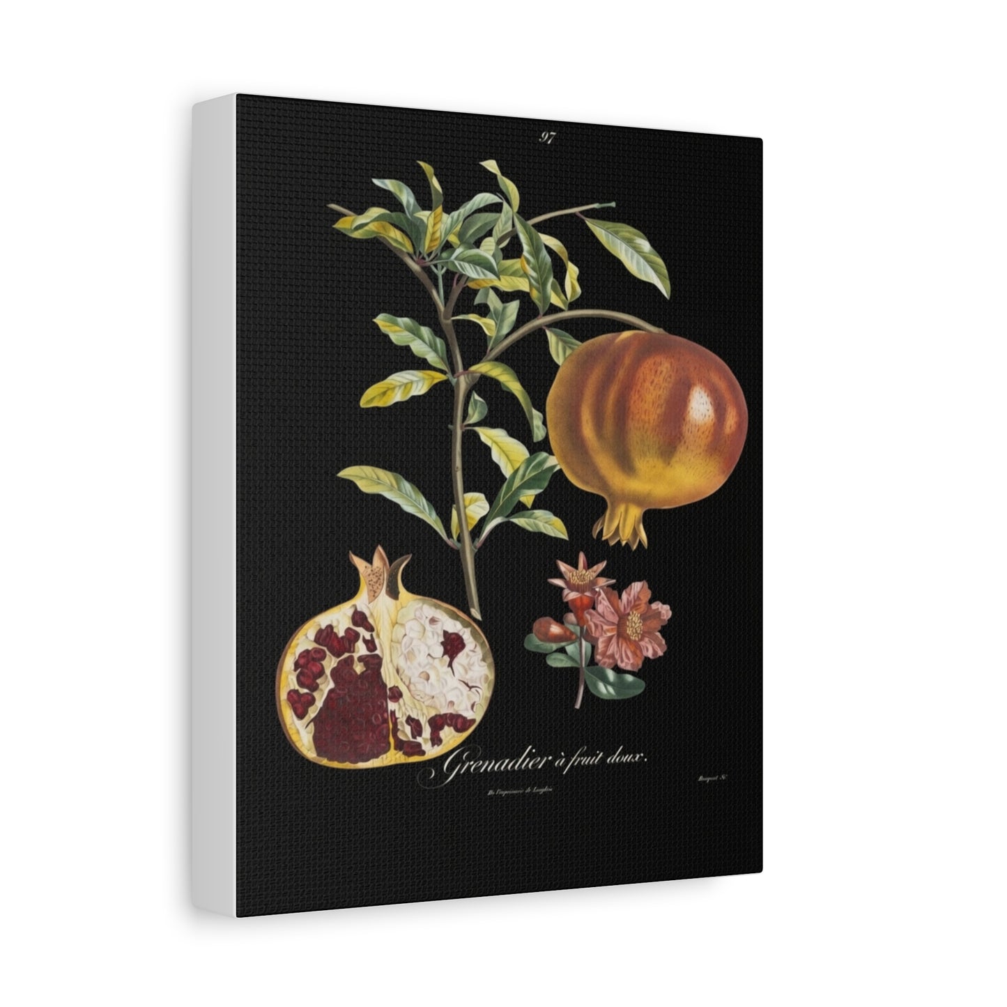 Pomegranate Botanical Canvas Print — Matte Stretched Wall Art