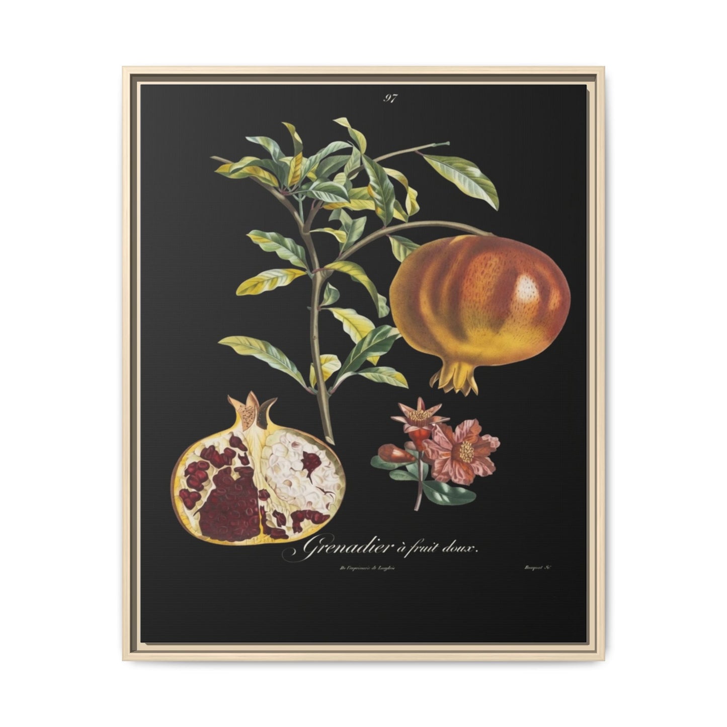 Pomegranate Botanical Framed Canvas Print — Vintage Fruit Wall Art